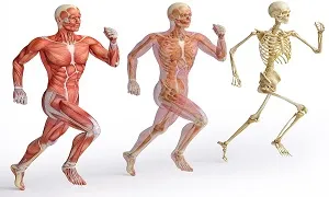 5 bài tập giúp trẻ hóa cơ thể bền mãi với thời gian
