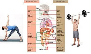 Bạn biết gì về work-in thay vì work-out