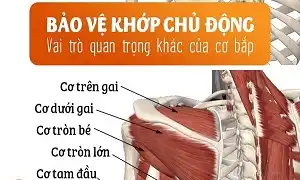 Bảo vệ khớp chủ động nhờ vào cơ bắp