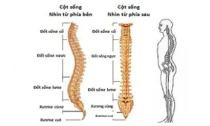 Bụng to vì posture xấu hay sự sai lệch của cột sống