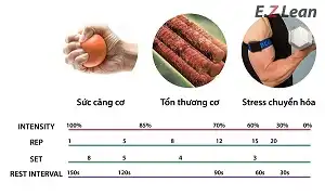 Cách hiểu về mối quan hệ giữa set, rep và rest