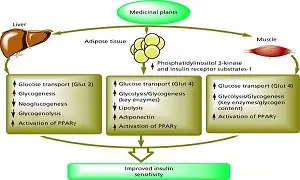 Cách tìm độ nhạy Insulin của bạn