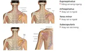 Chức năng của 4 cơ bắp thuộc nhóm Rotator Cuff