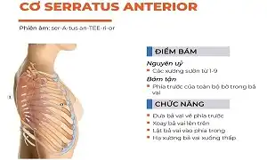 Chức năng của cơ Serratus Anterior