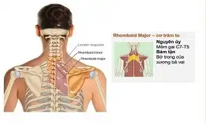 Chức năng của cơ trám hay cơ Rhomboid