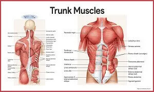 Cơ bắp được đặt tên như thế nào
