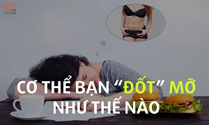 Cơ thể bạn đốt mỡ hay sử dụng năng lượng dự trữ như thế nào