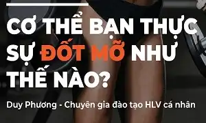 Cơ thể thực sự đốt mỡ như thế nào