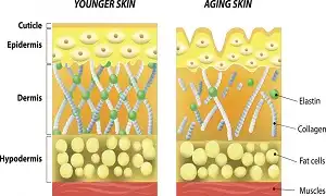 Collagen là gì và cách thêm vào chế độ ăn uống