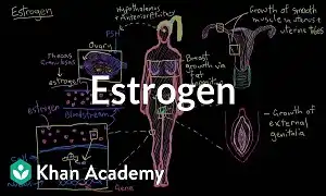 Estrogen quan trọng như thế nào với phái đẹp