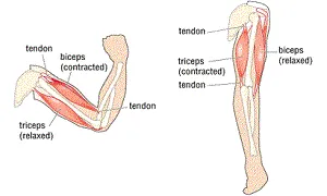 Hãy tập luyện cho nhóm cơ đối lập để tiến bộ thần tốc hơn bình thường