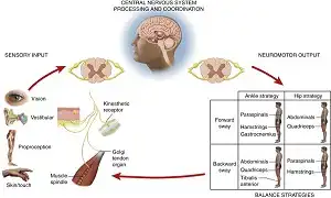 Hệ thống điều khiển sự cân bằng và ổn định trong vận động