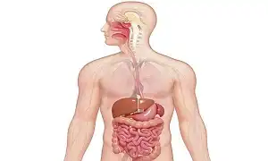 Kiến thức cơ bản về hệ tiêu hóa