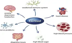 Làm chủ Cortisol để kiểm soát cuộc chơi xây dựng cơ bắp