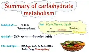 Minh oan cho Carbohydrate