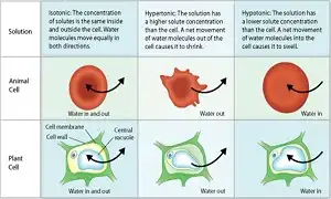 Mối liên quan giữa Cell Swelling và cơ bắp to nhỏ