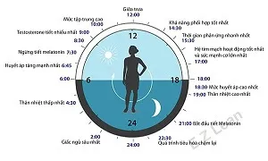 Nhịp sinh học hằng ngày và vì sao bạn cần quan tâm nó