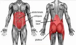 Nhóm cơ cốt lõi hay cơ Core là gì