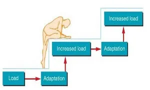 Progressive Overload là gì và cách áp dụng để tăng trưởng cơ nhanh nhất