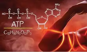 Tại sao cơ thể lại có 1 số lượng ATP ít vậy