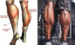Tập bắp chuối to với 5 lưu ý quan trọng