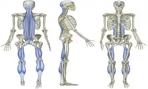 Tập sáng sớm hãy chú ý đến các cơ đùi sau và bắp chuối
