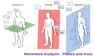 Thuật ngữ chỉ cử động trong chuyển động học