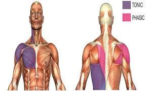 Tìm hiểu về cơ Tonic và cơ Phasic trong gym thể hình để tối ưu luyện tập