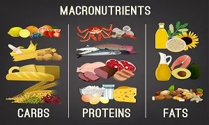 Tổng quan về Macronutrient bạn nên nắm để hiểu về tăng cân giảm cân