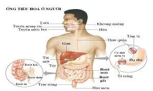 Tư thế cơ thể ảnh hưỡng đến hóa trình tiêu hóa thức ăn nhanh hay chậm