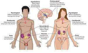 Vài dòng về hệ nội tiết của con người