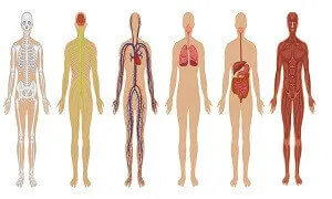 Vài dòng về hệ thống sinh lý của con người