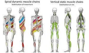 Vai trò của cơ ổn định trong hoạt động của con người