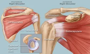 Vùng không gian bên trong khớp vai và ảnh hưỡng của nó đến chuyển động
