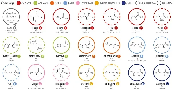 20 loại Axit Amin tổng hợp Protein cho cơ thể người