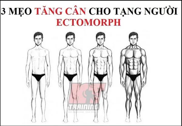 3 mẹo tăng cân cho tạng người Ectomorph 3 mẹo tăng cân cho tạng người Ectomorph