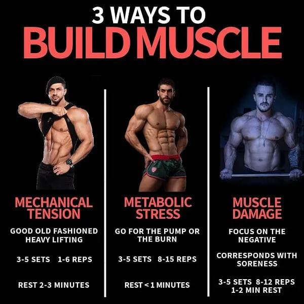 3 phương thức phát triển của cơ bắp 3 phương thức phát triển của cơ bắp