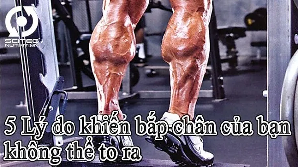 5 lý do khiến bắp chân của bạn không thể to 5 lý do khiến bắp chân của bạn không thể to