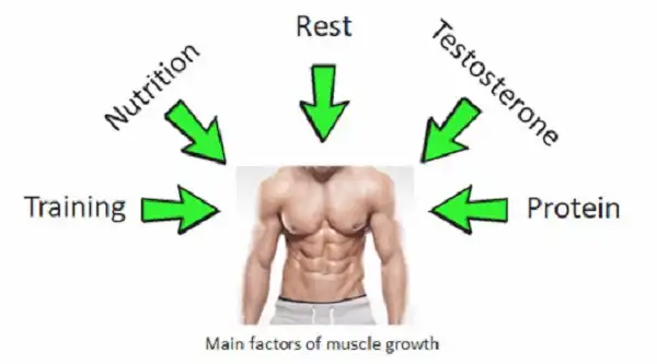 5 yếu tố chính giúp thúc đẩy tăng trưởng cơ bắp