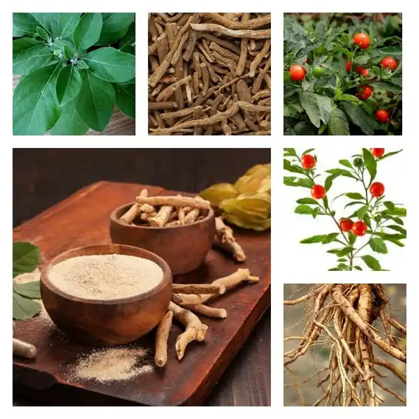 Ashwagandha có nhiều lợi ích cho sức khỏe của bạn