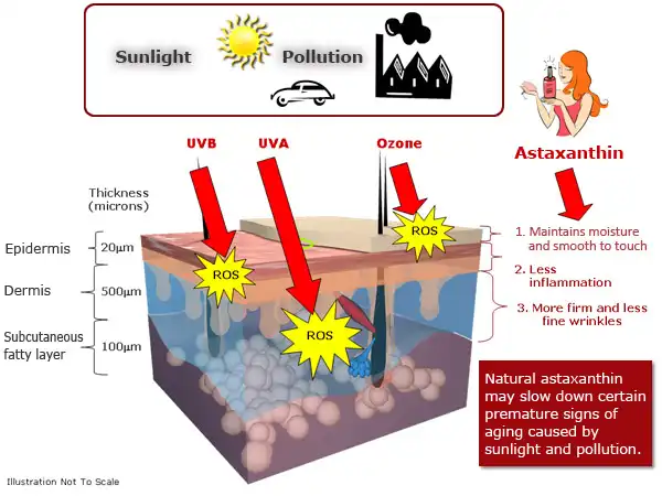 Astaxanthin giúp bảo vệ làn da của bạn hiệu quả