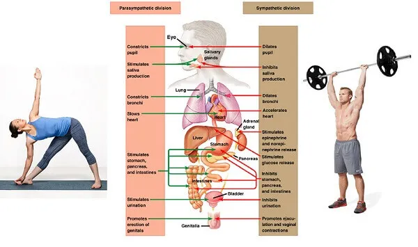 Bạn biết gì về Work-in ngoài Work-out đã biết Bạn biết gì về Work-in ngoài Work-out đã biết