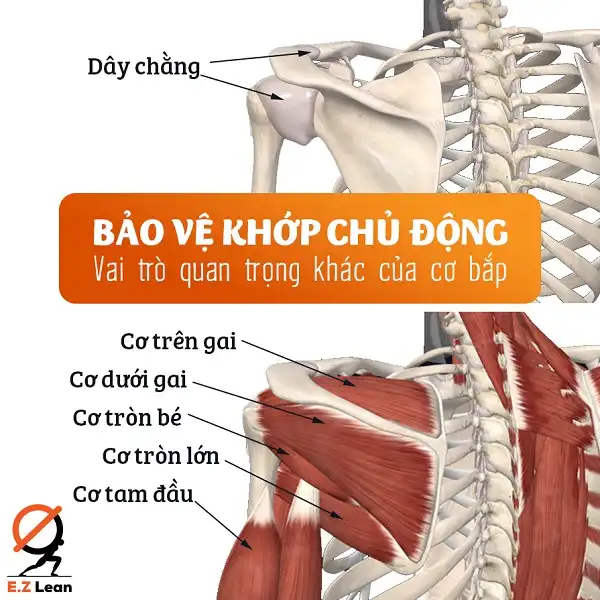 Bảo vệ khớp chủ động nhờ vào cơ bắp