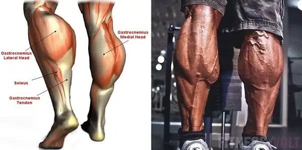 Bắp chuối to cân xứng với cơ thể khiến hình thể đẹp hơn