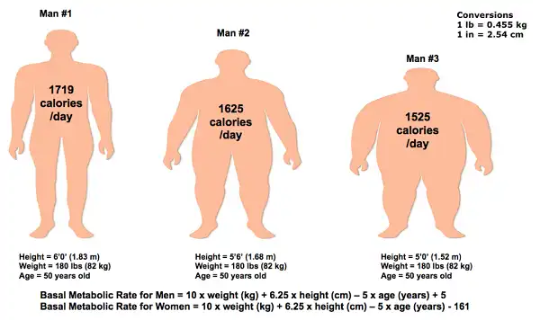 BMR - Basal metabolic rate hay tỷ lệ trao đổi chất cơ bản BMR - Basal metabolic rate hay tỷ lệ trao đổi chất cơ bản