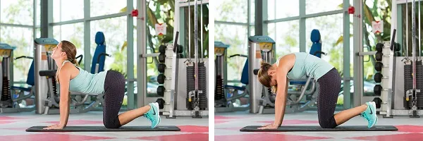 Bài tập Cat/ Cow Stretch Bài tập Cat/ Cow Stretch