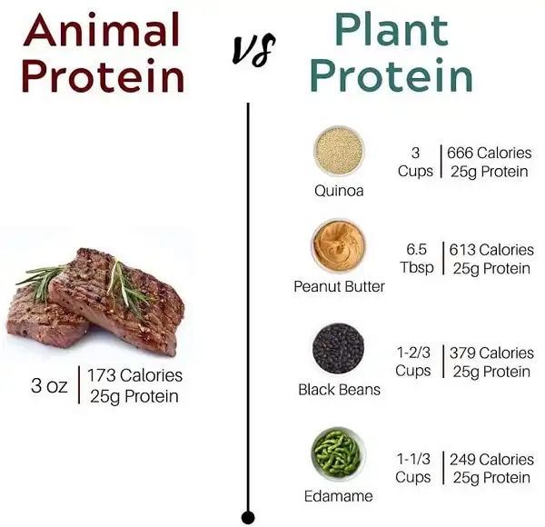 Chất lượng Protein ở thực vật khác so với ở động vật Chất lượng Protein ở thực vật khác so với ở động vật