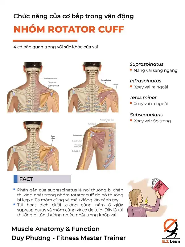 Chức năng của 4 cơ bắp thuộc nhóm Rotator Cuff