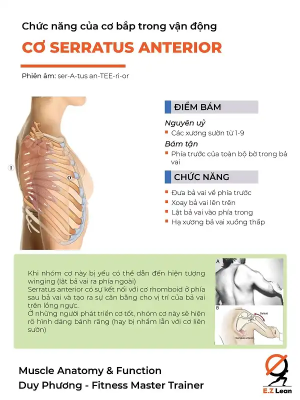 Chức năng của cơ Serratus Anterior