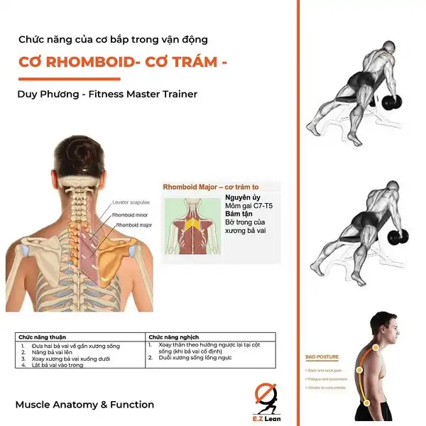 Chức năng của cơ trám hay cơ Rhomboid